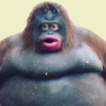 Dinooooos
