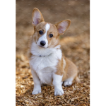 DOG AMRY