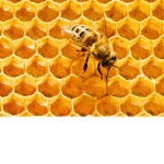 Honey Comb Creations