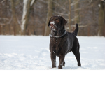 DOG Bro Only DOGS