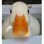 WhichDuckAreYou
