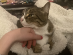 ~Cat Fan Page~