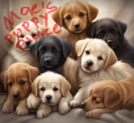 Mae’s Puppy Place!!!
