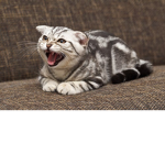 Angry Kittens