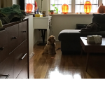Soy sauce the puppy puppyyyyyy