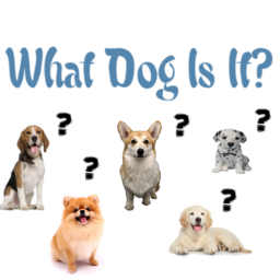 What Dog Is It?
