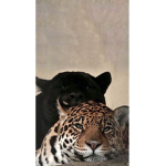 Catgang3818