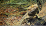 lizardz DRAGONZ UNITED