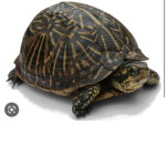 The Turtle gang #