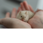 little mice’s
