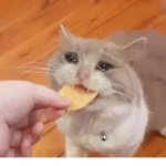 pog cat