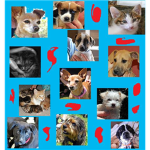 Save The Animals!!! :)