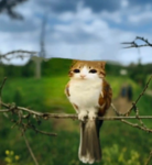 owl titan