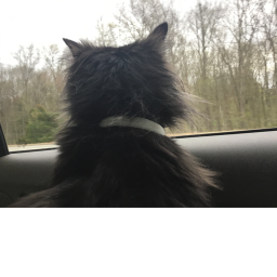 a place for cats (no rats allowed)