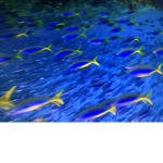 Ocean Home