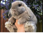 Bria’s bunny’s