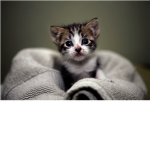 No More Animal Abuse Help stop Animal Abuse