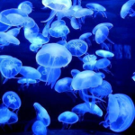 The deep blue sea ⊰ •