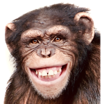 Space monkey 444