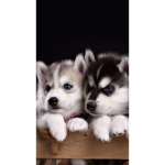 The Husky Dubs