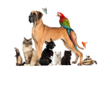 The World of Animal
