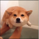 The official Doge