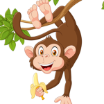 monkey2 .