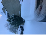 Snow in front yard