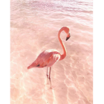 -Tiffanys flamingos-
