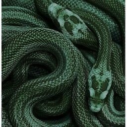 🐍