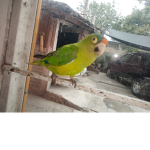 Chatanugo 37