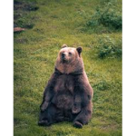 BAH ( bears anonymous helpers )