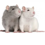 THE FLEET OF RATS