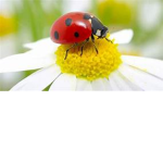 ~The Lady Bug's~