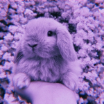 Lavenderr Cloudss Fan Group