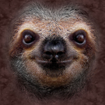Awesome Animals Are Adorable!