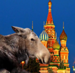 Traveling Moose