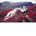 Wolve's Flower
