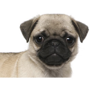 Puggy_Squadz