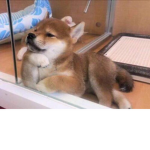 Shiba-inu Squad!!<3