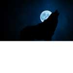 WolfPlayz fan group