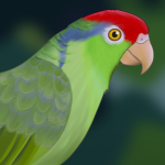 Birdd