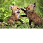 Fox Support Group