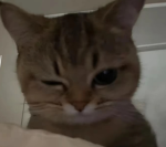 cats2cool