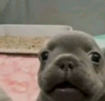 Bdidhfnfld