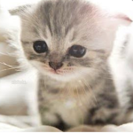 Kitty Club Members