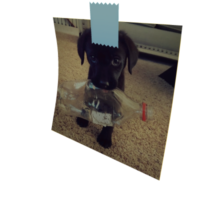 Cute dog mask