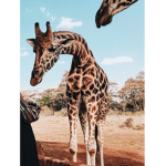 giraffee groupps