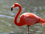 The Pink Flamingoes
