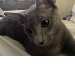 dumbo the grey cat